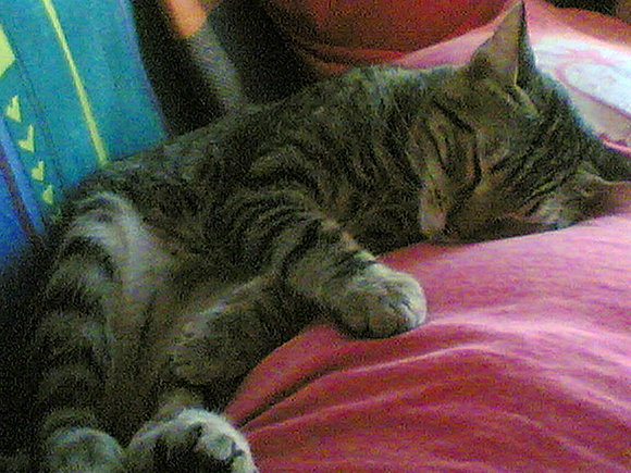 lolo 2006