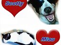 Scotty y Miau
