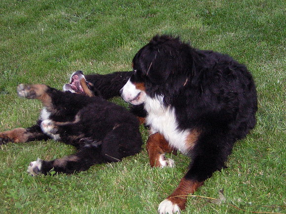 mateo y pelayo