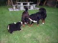 volga, mateo y pelayo