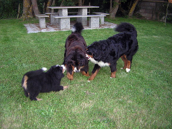 volga, mateo y pelayo