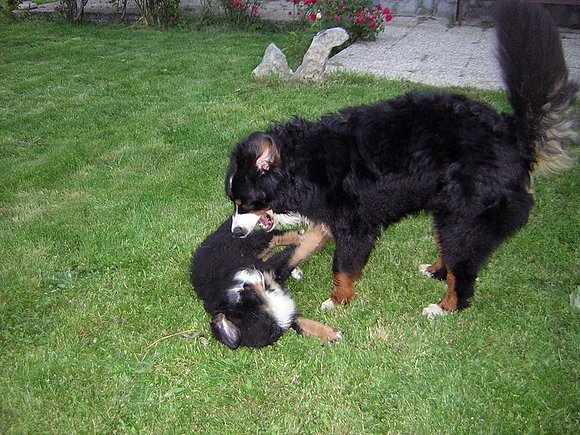 mateo y pelayo