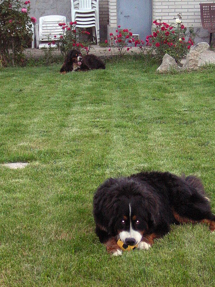 mateo y volga