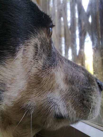 Golfo guapeton