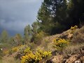 Le dar&eacute; verde a los pinos y amarillo a la genista