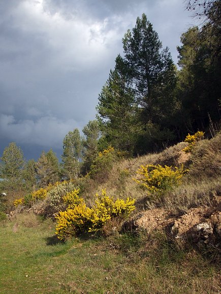 Le daré verde a los pinos y amarillo a la genista