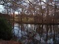 Reflejos en el lago