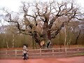Major Oak
