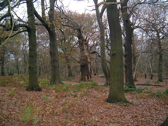 Sherwood forest
