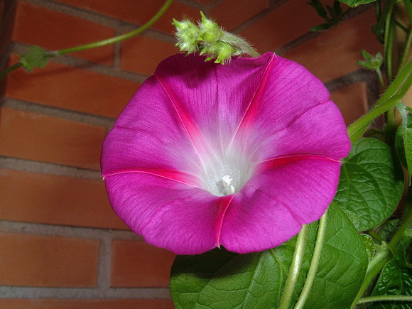 Ipomea