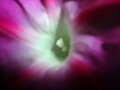Ipomea