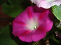 Ipomea