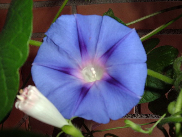 Ipomea