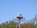 Nido de cig&uuml;e&ntilde;as en la ribera del Ebro (Logro&ntilde;o)