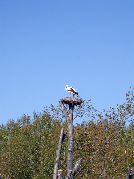 Nido de cigüeñas en la ribera del Ebro (Logroño)
