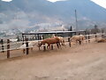 Caballos