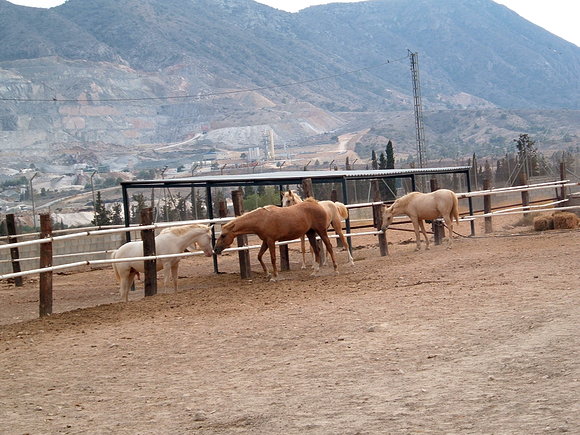Caballos