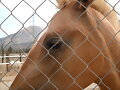 Caballos