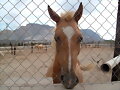 Caballos