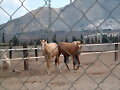 Caballos
