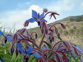 FLORES MONTA&Ntilde;A  ALICANTE-ALPATRO