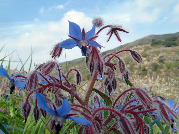 FLORES MONTAÑA  ALICANTE-ALPATRO