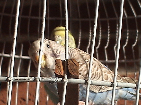 Mascota de poeta