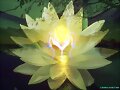 FLOR DE LOTO