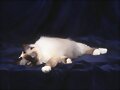 les presento a hugo mi gato