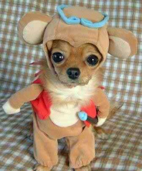 bebidas para perros