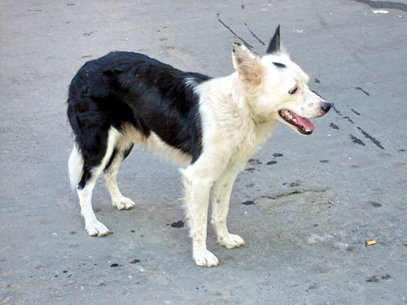 perro