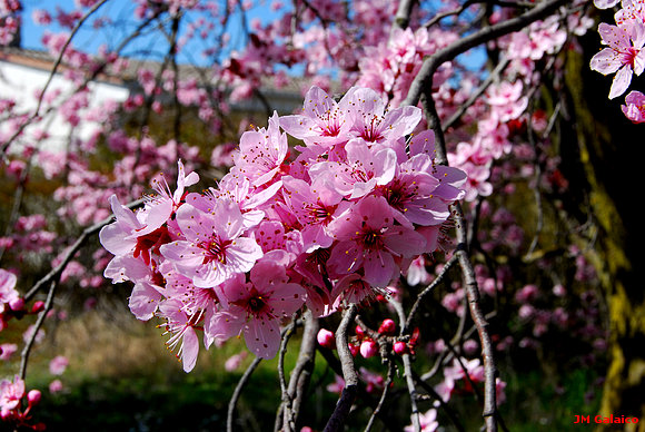 PRIMAVERA