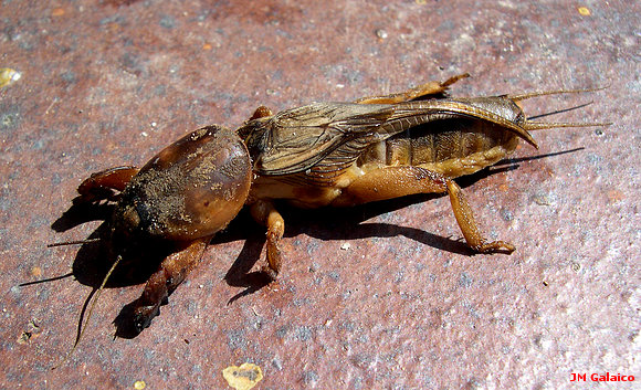 GRILLO CEBOLLERO