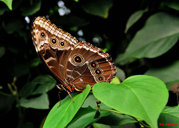 MORPHO PELEIDES