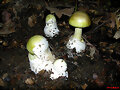 AMANITA PHALLOIDES
