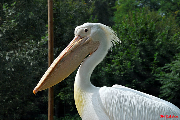 PELICANO
