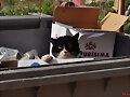 FELIS SILVESTRIS CATUS &quot;TABARQUENSIS&quot;