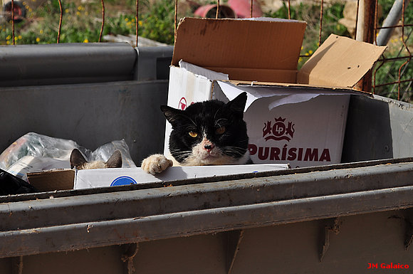 FELIS SILVESTRIS CATUS "TABARQUENSIS"