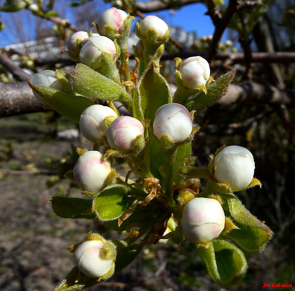 PERAL EN FLOR