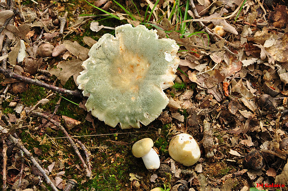 RUSSULA VIRESCENS