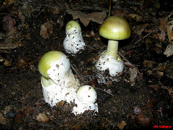 AMANITA PHALLOIDES
