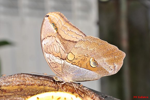 MARIPOSA NUMERADA