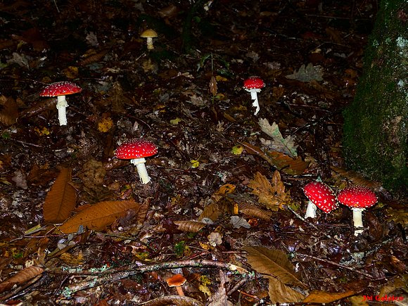 AMANITA MUSCARIA