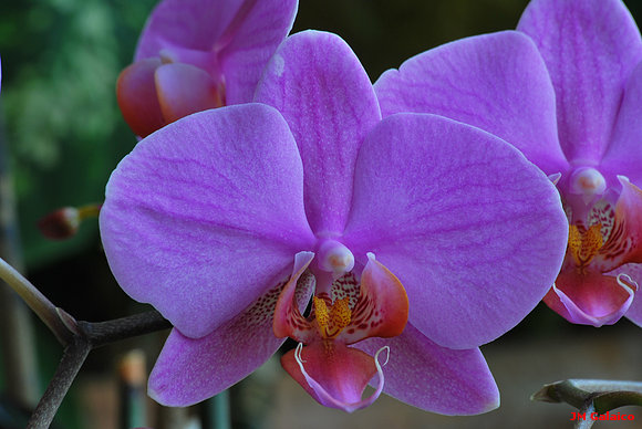 ORQUIDEA