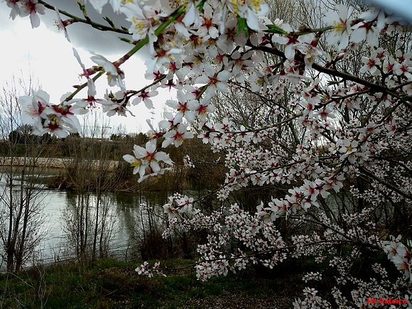 LA PRIMAVERA HA VENIDO. NADIE SABE COMO HA SIDO