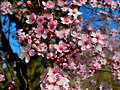 CIRUELO PRUNO ; QUE CON LA PRIMAVERA....
