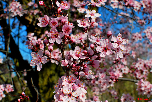 CIRUELO PRUNO ; QUE CON LA PRIMAVERA....