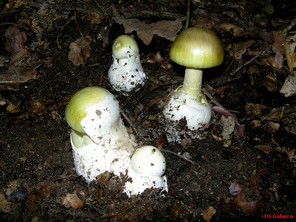 AMANITA PHALLOIDES