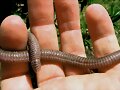 CULEBRILLA CIEGA .&quot;Blanus Cinereus&quot;