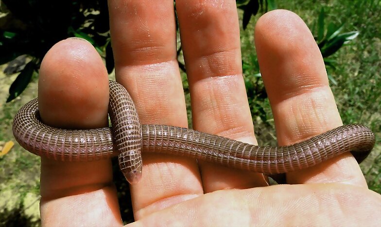 CULEBRILLA CIEGA ."Blanus Cinereus"